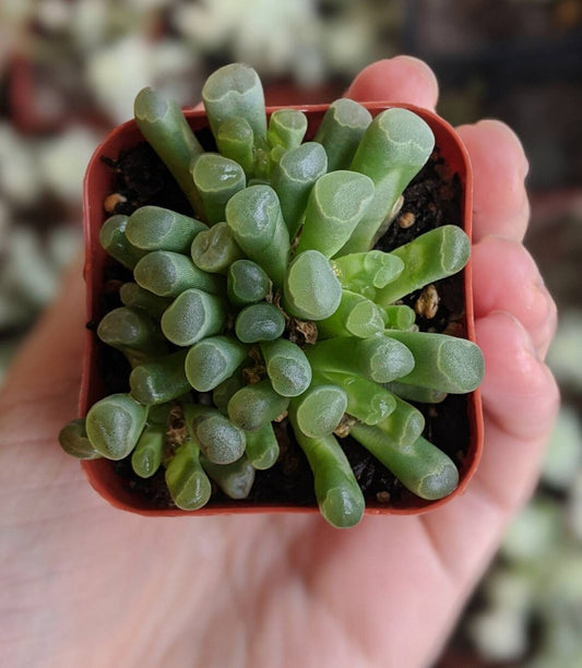 Haworthia/gasteria/aloe