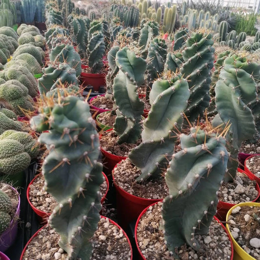 Cereus Forbesii Spiralis