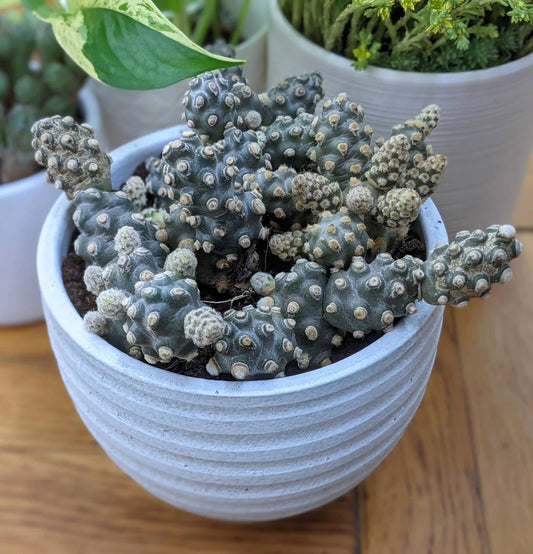 Tephrocactus Molinensis rare cactus Red or White Glochid