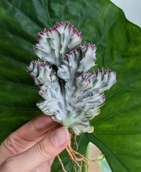 Euphorbia Lactea Variegated Crested Own Roots