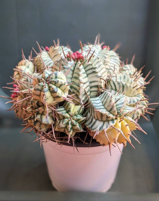 Euphorbia Meloformis