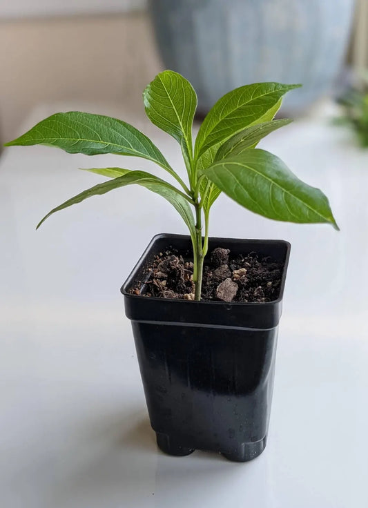 Adansonia digitata Baobab