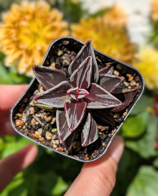 Lenophyllum Guttatum Variegated Rare Succulent