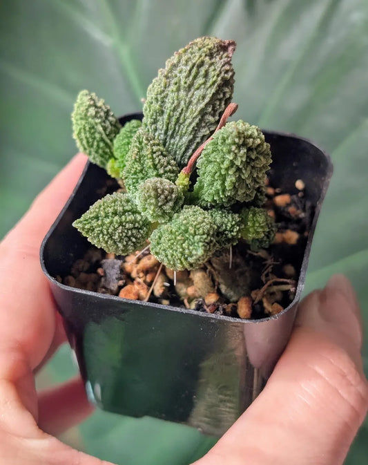 Adromischus Marianiae Red Coral Rare Succulent