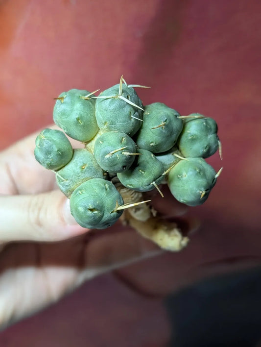 Puna incahuasi (Maihueniopsis subterranea f. incahuasi)