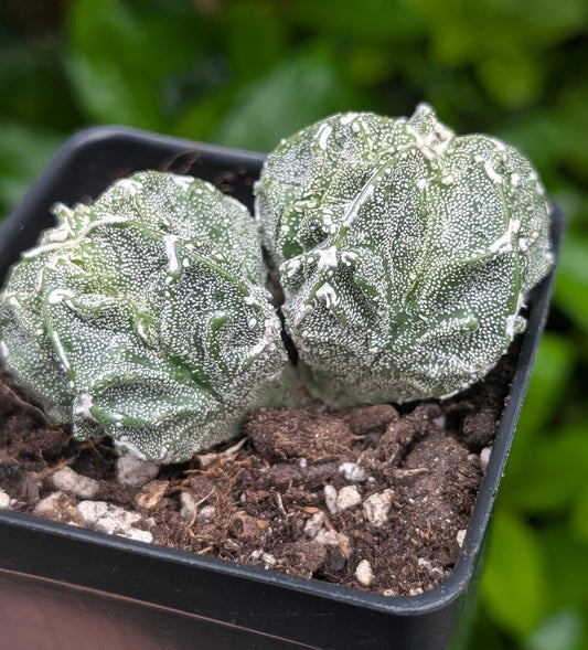Astrophytum Myriostigma Fukuryu