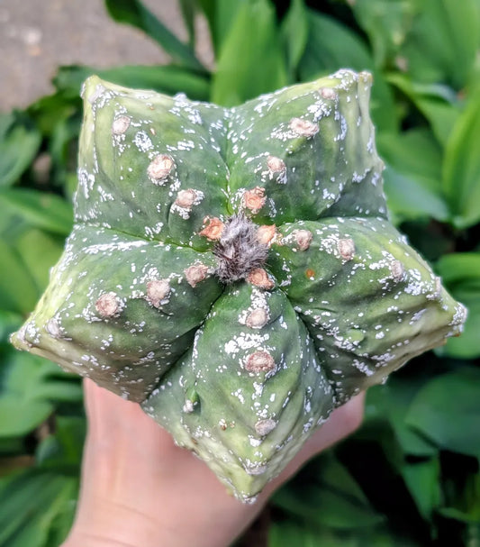 Astrophytum Myriostigma Variegated Grafted 5"