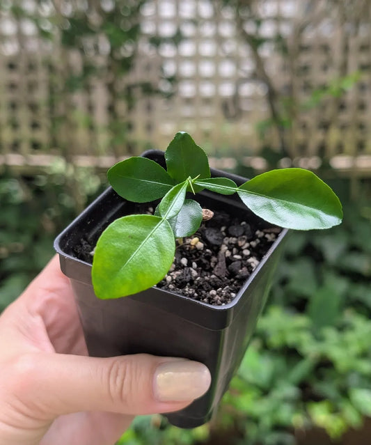 Makrut lime seedling (Citrus Hystrix)