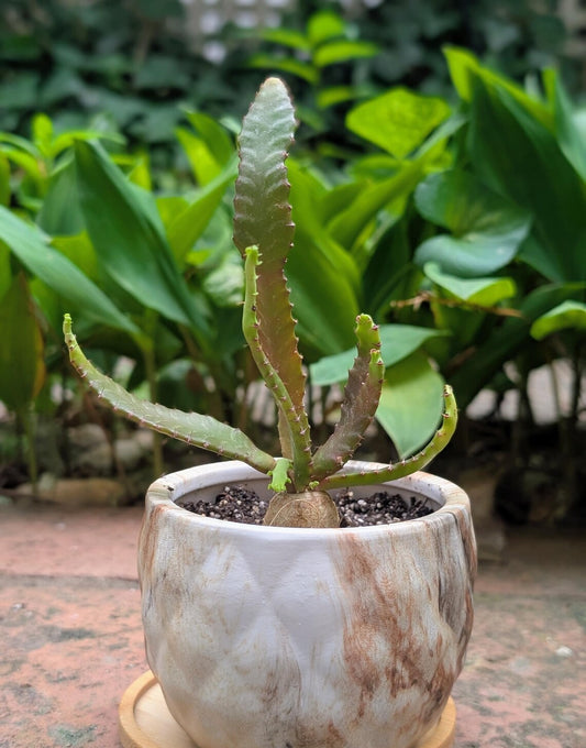 Euphorbia Stellata Rare Caudex Succulent