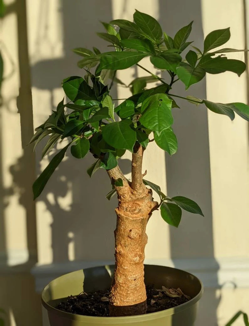 Adansonia digitata Baobab tree