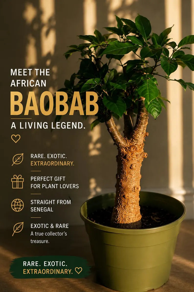 Adansonia digitata Baobab tree