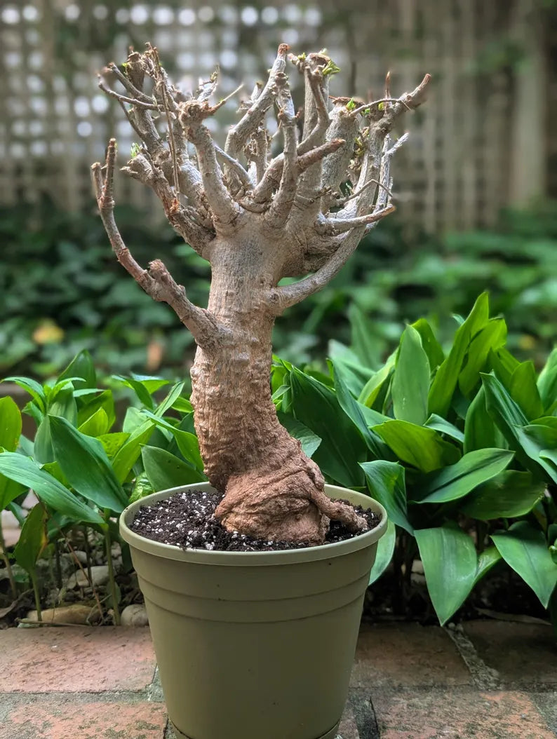 Adansonia digitata Baobab tree