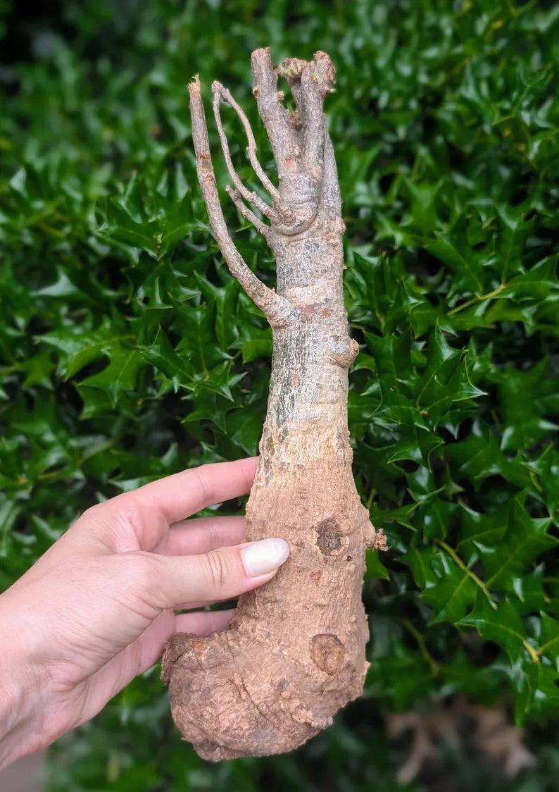 Adansonia digitata Baobab tree