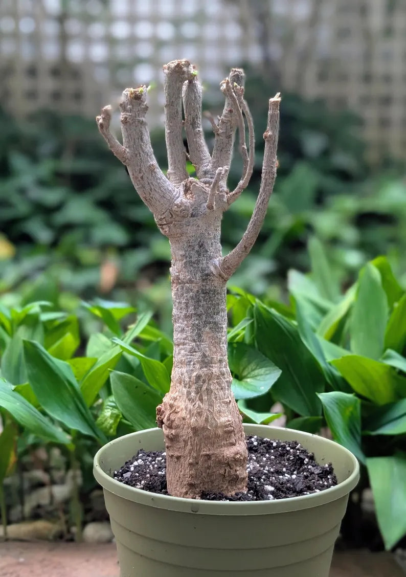 Adansonia digitata Baobab tree