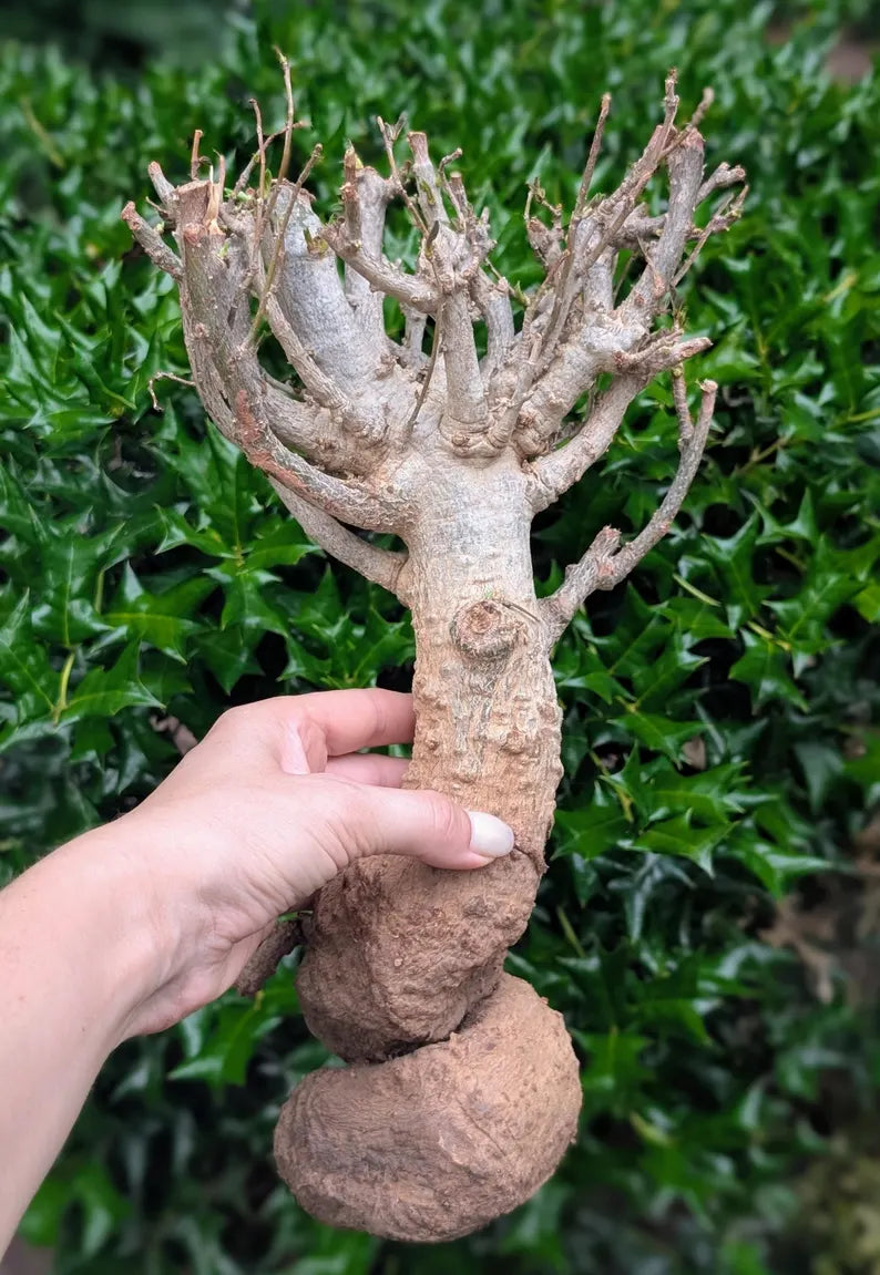 Adansonia digitata Baobab tree