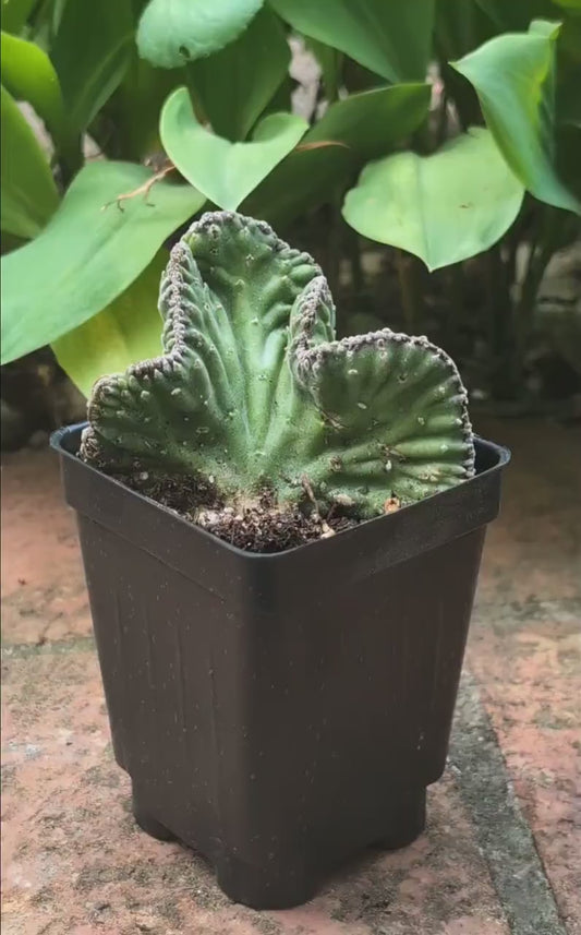 Stapelia Leendertziae Crested Rare Succulent